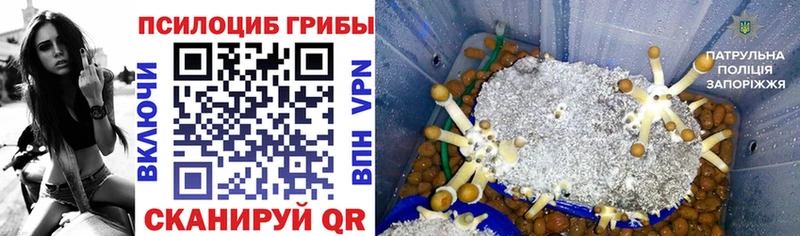 Галлюциногенные грибы Cubensis Суджа